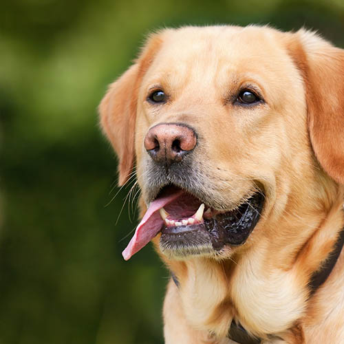  un chiot soin pharmacie du Marché