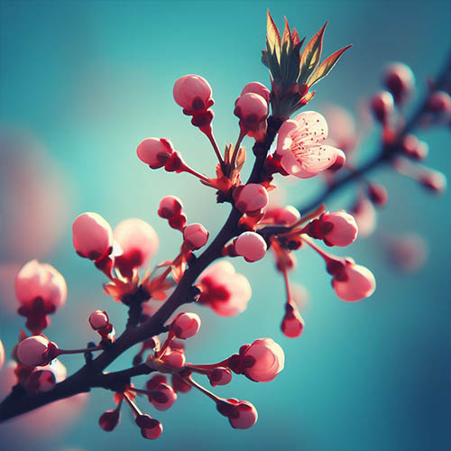 Gemmothérapie herboristerie Châtillon